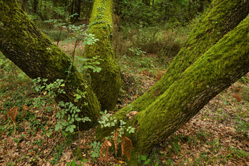 green moss on the trunk of an oak in a forest