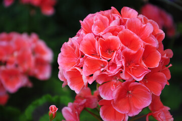 geranium flowers in a garden