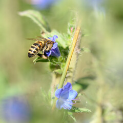 bee collects pollen in lilac flower, close-up in natural environment