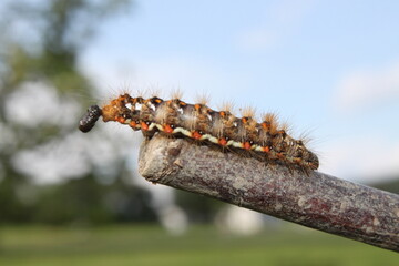 caterpillar, eats und poops feces - close up