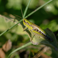 green grasshopper sitting on a green leaf, illuminated by sunlight, close-up