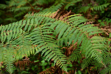 detail of green ferns in a forest