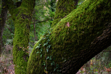 Obraz premium green moss on the trunk of an oak in a forest
