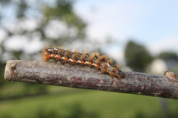caterpillar on thin branch - close up