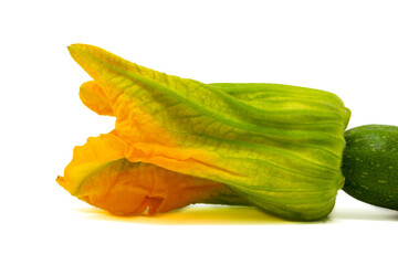 Fiore di zucchina isolato su fondo bianco