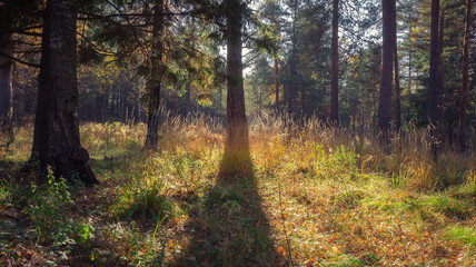 autumn forest in the morning