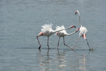 Flamingo in the water : Two flamingoes fight each others on the fine morning in chennai marshlands , Tamilnadu