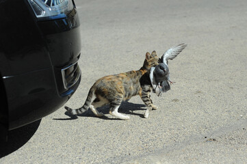 Side view of a cat killing a bird on the street. A cat carries a caught bird. The concept of...