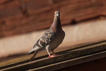 Closeup of an carrier pigeon on a wooden roof