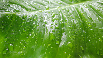 rain drops on green leaf