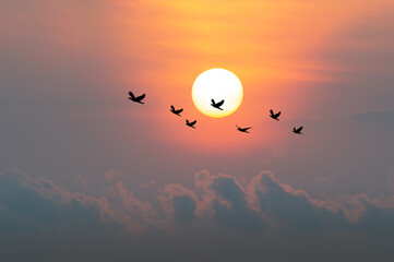 The freedom of birds in nature,freedom concept. Silhouette flock of birds flying over  twilight sky in front of  bright sunset ..Birds flying.