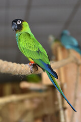 Papuga, ptactwo,  zoo © Łukasz Stuczyński 