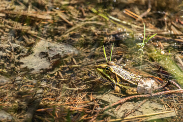 Frog on the ground