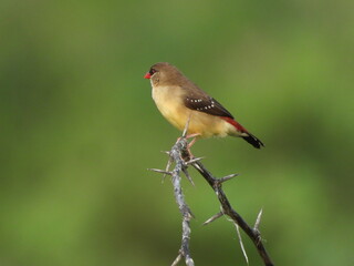 red munia on branch