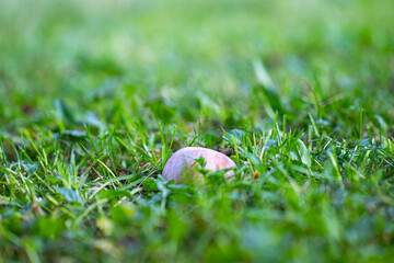Ripe red apples lying in the green grass in the apple orchard.