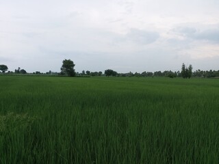 Fototapeta premium field of rice crop and greenery of Punjab pakistan