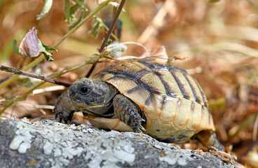 Spur-thighed tortoise, Greek tortoise / Maurische Landschildkröte (Testudo graeca) aus Thrakien, Griechenland (Jungtier) © bennytrapp