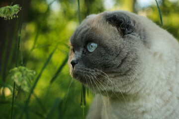 Funny grey Scottish fold cat walking and eating grass.