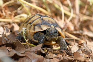 Maurische Landschildkröte (Testudo graeca) / Spur-thighed tortoise, Greek tortoise © bennytrapp