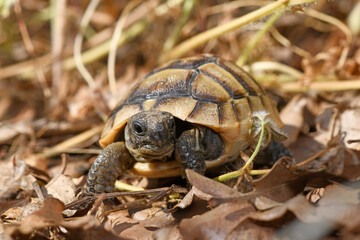 Spur-thighed tortoise, Greek tortoise / Maurische Landschildkröte (Testudo graeca) © bennytrapp