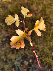Autumn, a branch of a young tree with yellow leaves.