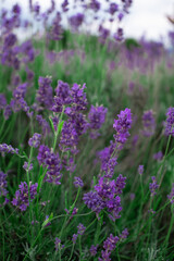 Obraz premium Lavender Plants in a Field