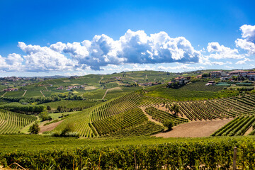 Hillside view of the vineyard covered hills of Barbaresco Italy - obrazy, fototapety, plakaty