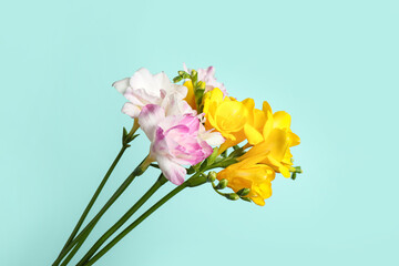 Beautiful blooming freesias on light blue background
