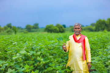 Indian farmer holding cotton plant in hand and inspecting plant