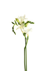 Beautiful blooming freesia flowers isolated on white