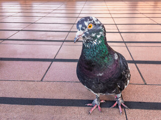 A city pigeon (Latin Columba livia) stands on a surface covered with yellow marble tiles on a sunny day.