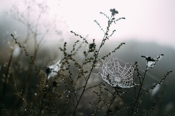 Spider web in the morning dew
