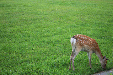 Naklejka na ściany i meble Female Deer eating fresh lawn