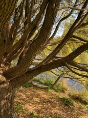 Tree trunk with many branches, old tree, autumn background