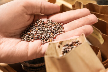 Woman holding pile of radish seeds, closeup. Vegetable planting