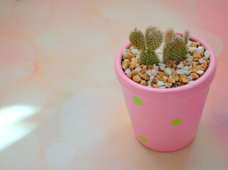Closeup cactus Bunny ears , Opuntioideae plants in pot with purple color background, macro image ,soft focus ,seet color for card design ,cactus in a flowerpot