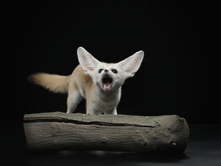 fennec fox on a black background. Wild animal in studio