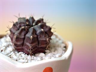 Closeup cactus Gymnocalycium mihanovichii desert plants in white pot on sweet pink background for card design ,cactus in pot