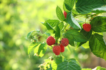 Raspberry bush with tasty ripe berries in garden, closeup