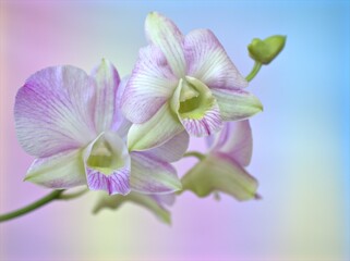 Fototapeta na wymiar Closeup macro white purple cooktown orchid ,Dendrobium bigibbum orchid flower with colorful pastel color and soft focus on blurred background, sweet color for card design