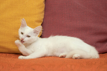White cat on the sofa