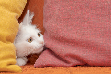 White cat on the sofa