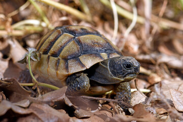 Maurische Landschildkröte (Testudo graeca) / Spur-thighed tortoise, Greek tortoise © bennytrapp