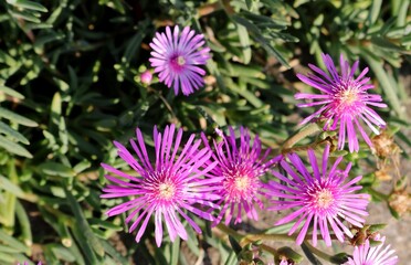 花　マツバギク　秋　花壇の花火

