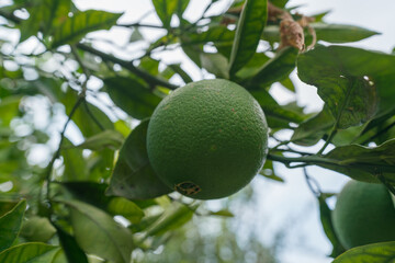 green orange hanging from the tree