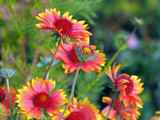 Kokardenblumen