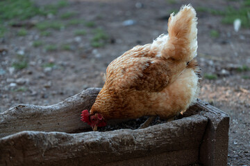 chicken in the farm eating from old wooden trough