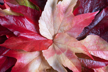 beautiful background of autumn leaves