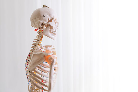 medical mannequin of human skeleton, skull, bones and joints