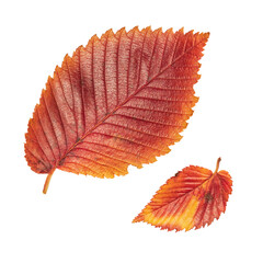 Red and orange fall elm leaf isolated on white background. Close up of autumn leaves